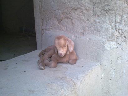 Wa lief!